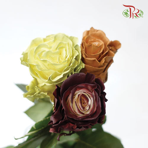 Ceres Rose - Fall Mix 3 (10 stems) - Pudu Ria Florist
