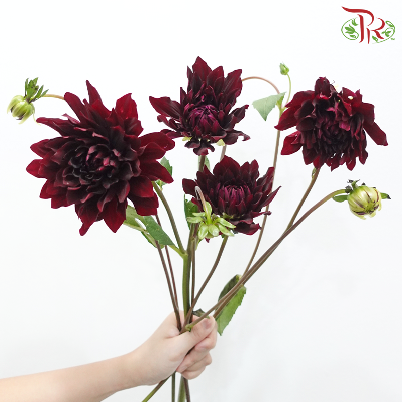 Dahlia Hybrida 《大丽花》