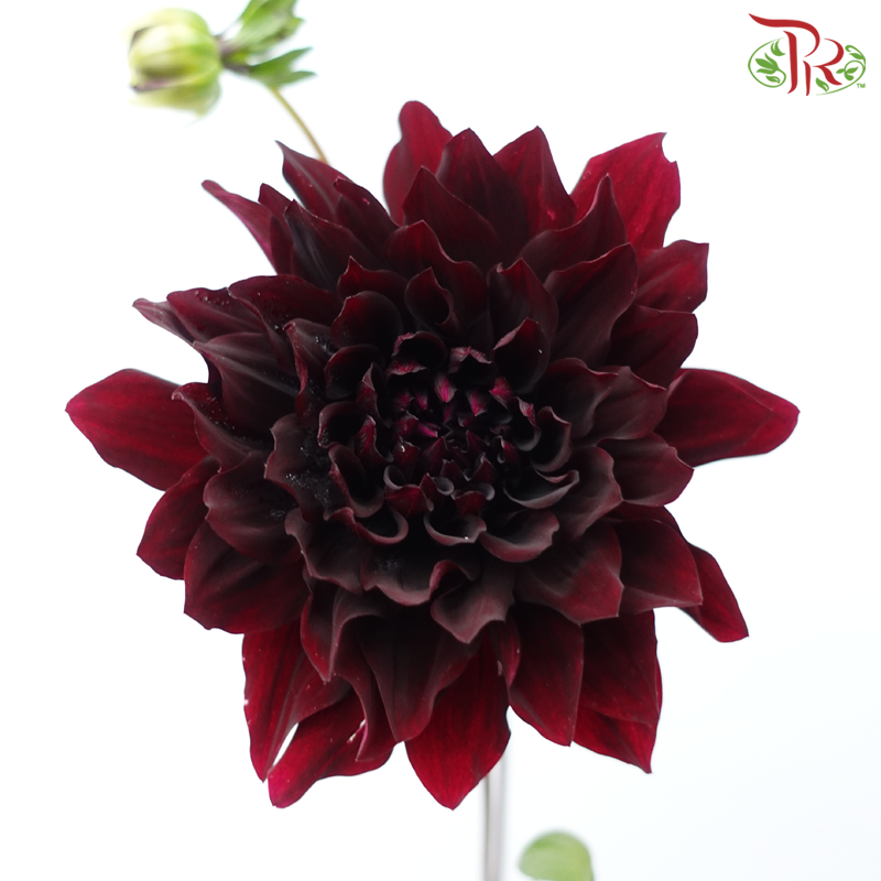 Dahlia Hybrida 《大丽花》