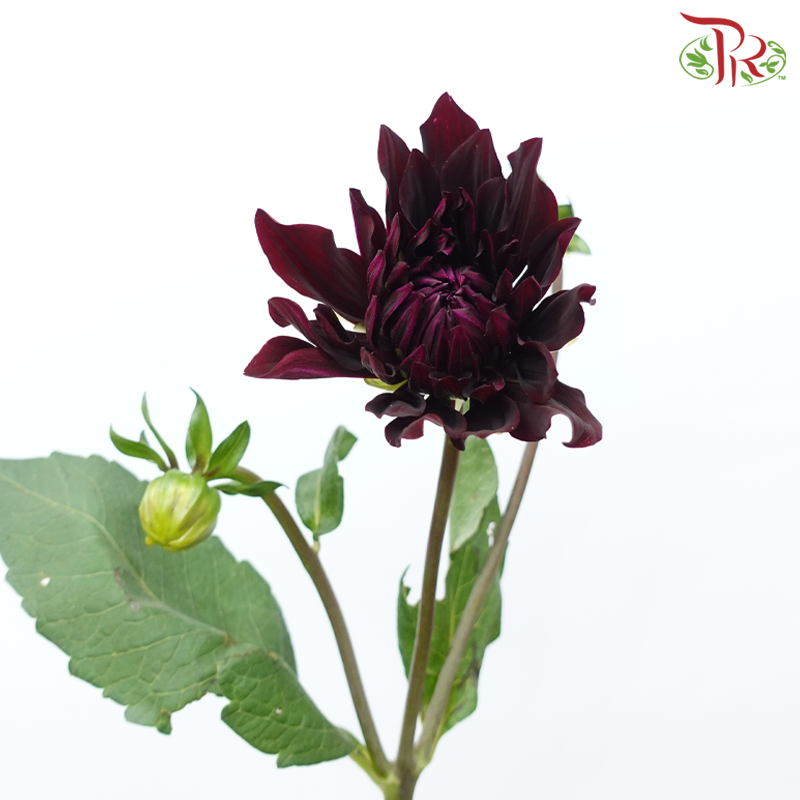 Dahlia Hybrida 《大丽花》