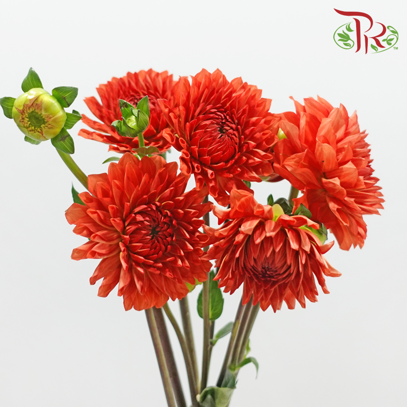 Dahlia Hybrida 《大丽花》