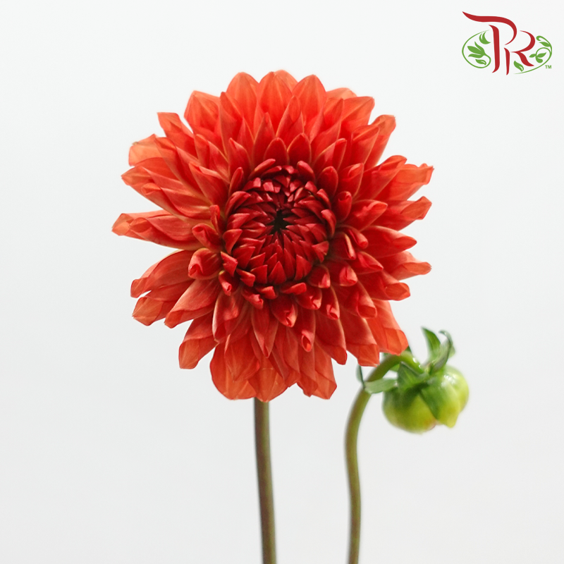 Dahlia Hybrida 《大丽花》