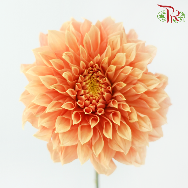 Dahlia《大丽花》