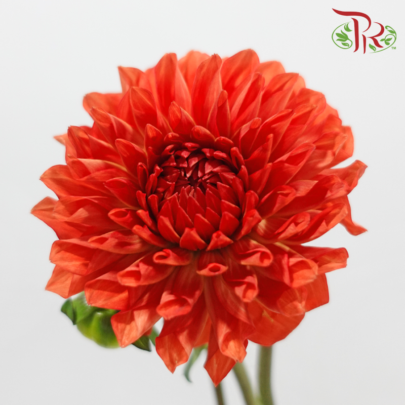 Dahlia Hybrida 《大丽花》