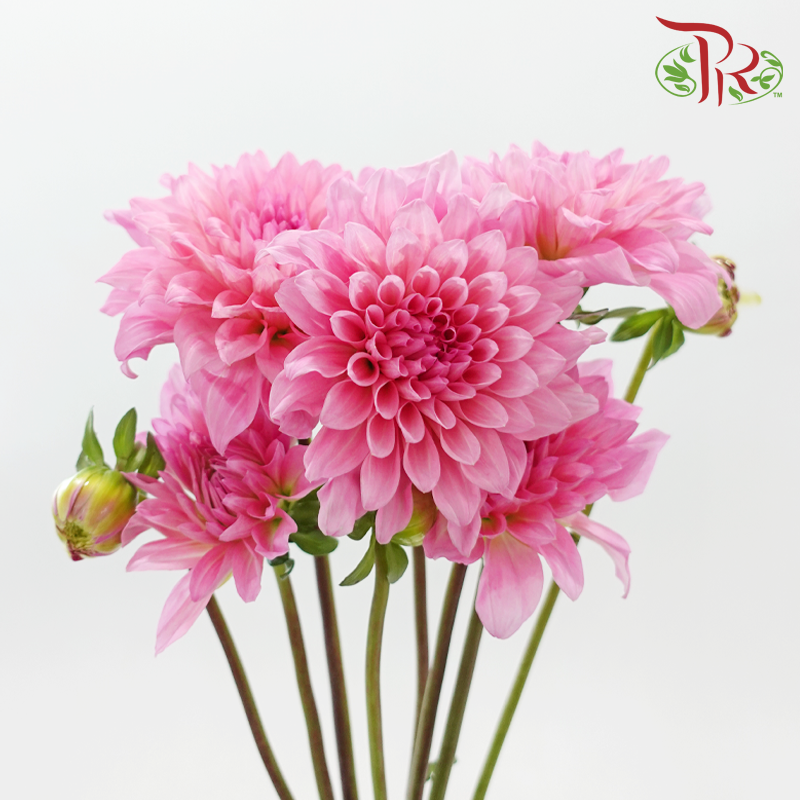 Dahlia Hybrida 《大丽花》