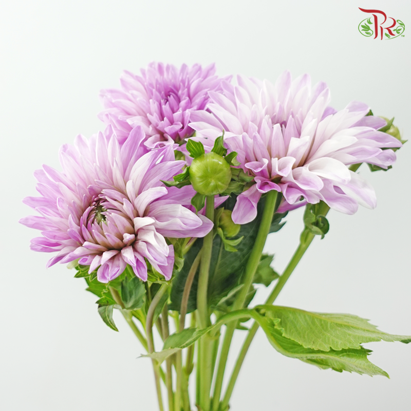 Dahlia Hybrida 《大丽花》