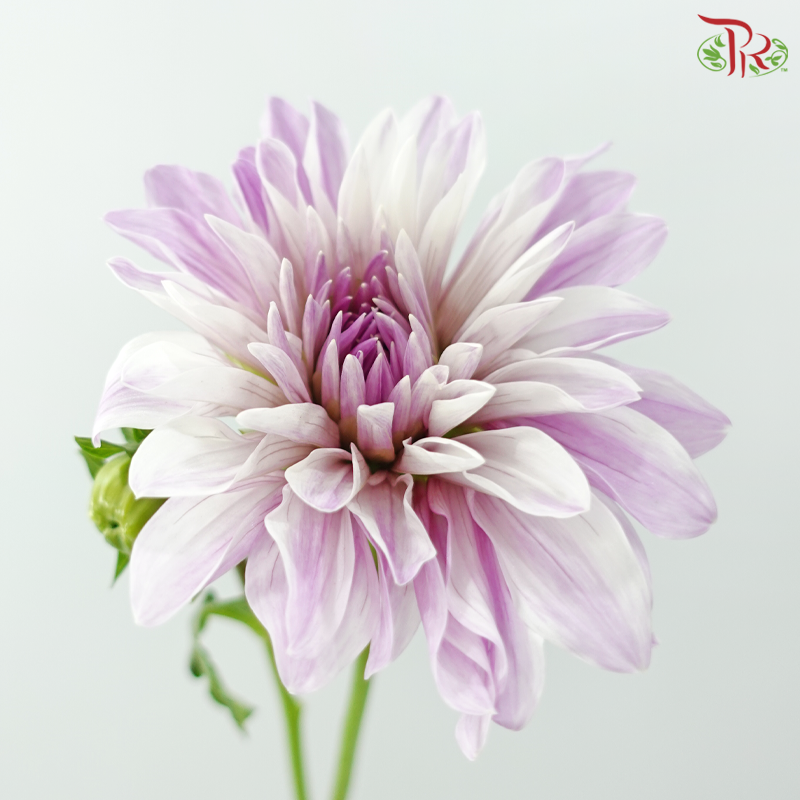 Dahlia Hybrida 《大丽花》