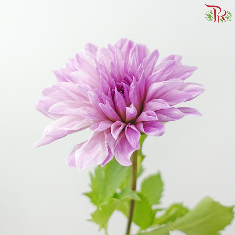 Dahlia Hybrida 《大丽花》