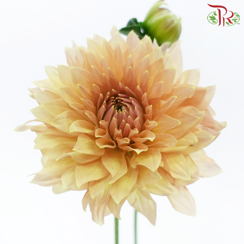 Dahlia Hybrida 《大丽花》