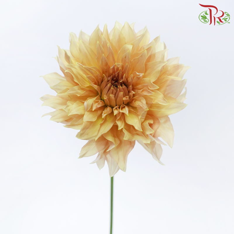 Dahlia Hybrida 《大丽花》