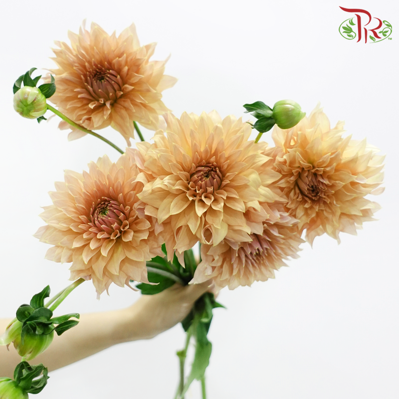 Dahlia Hybrida 《大丽花》