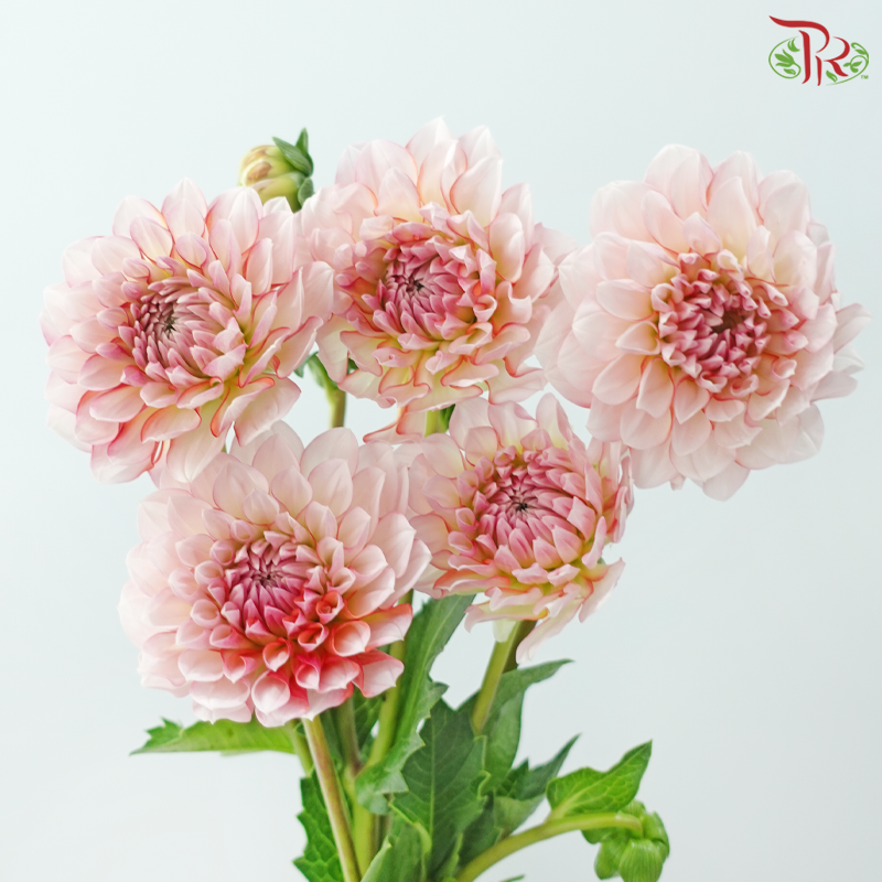 Dahlia《大丽花》