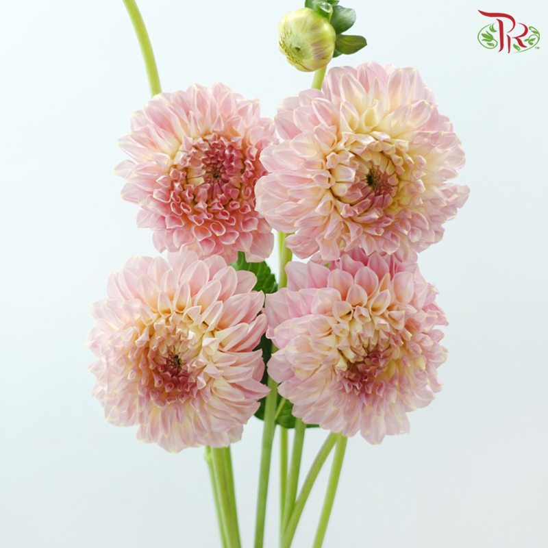 Dahlia《大丽花》