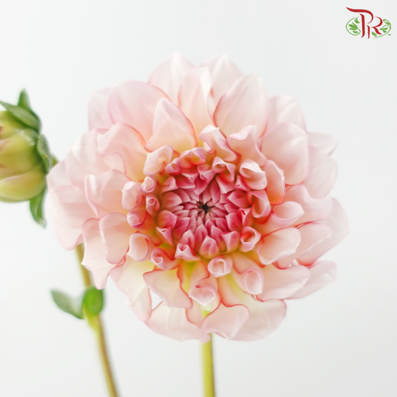 Dahlia《大丽花》