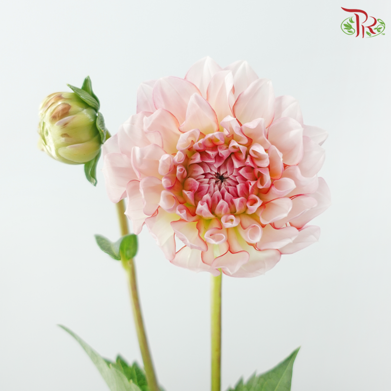 Dahlia《大丽花》