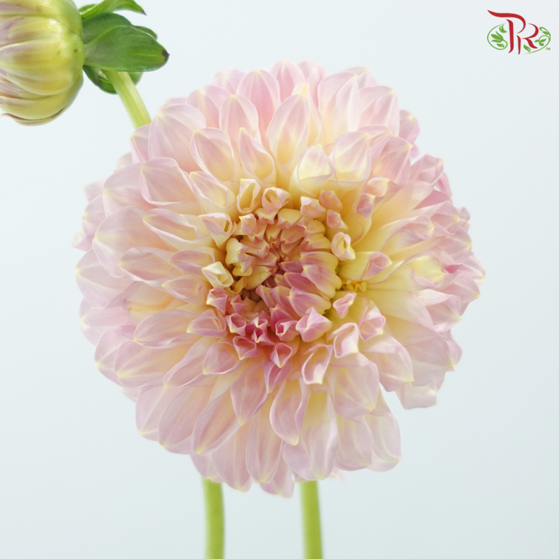 Dahlia《大丽花》
