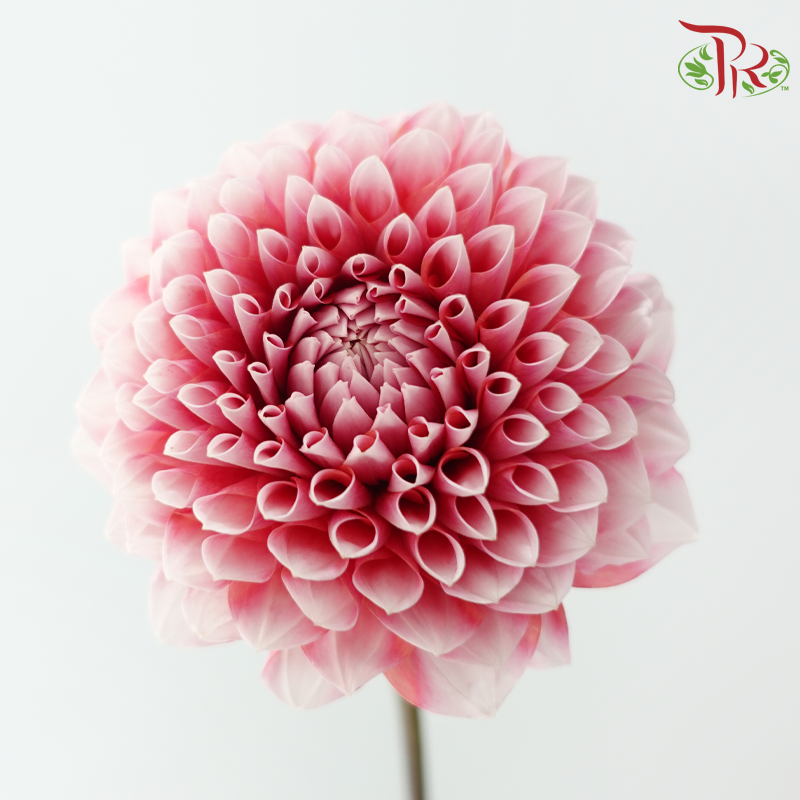 Dahlia Hybrida 《大丽花》