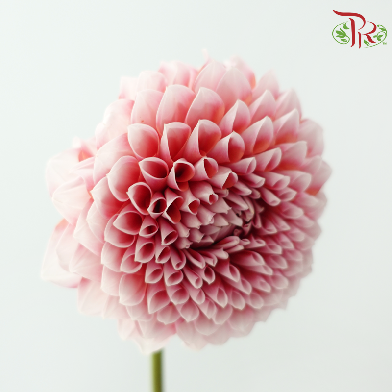 Dahlia Hybrida 《大丽花》