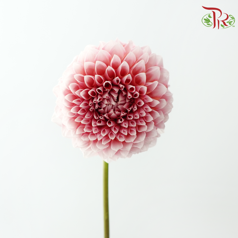 Dahlia Hybrida 《大丽花》