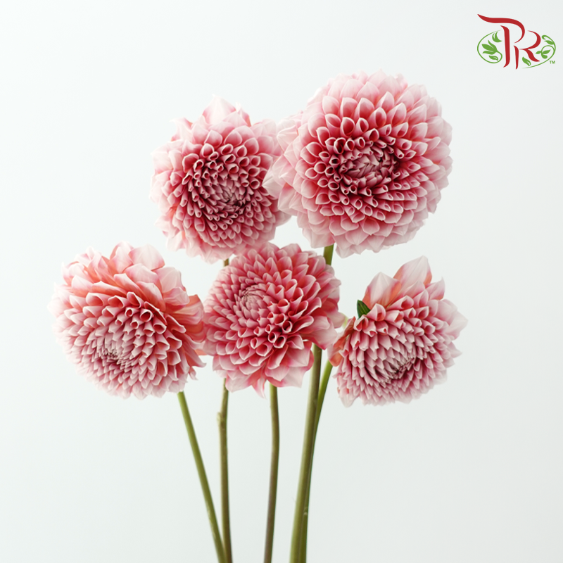 Dahlia Hybrida 《大丽花》