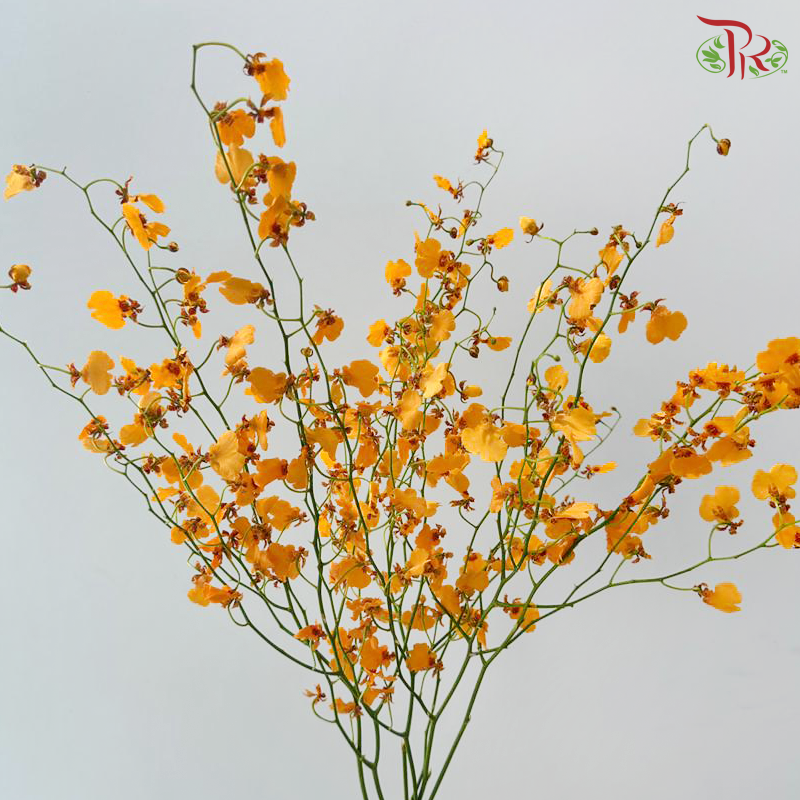 Orchid Oncidium Dancing Lady