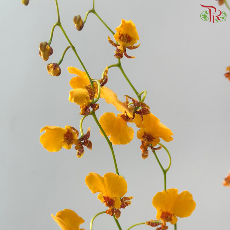 Orchid Oncidium Dancing Lady