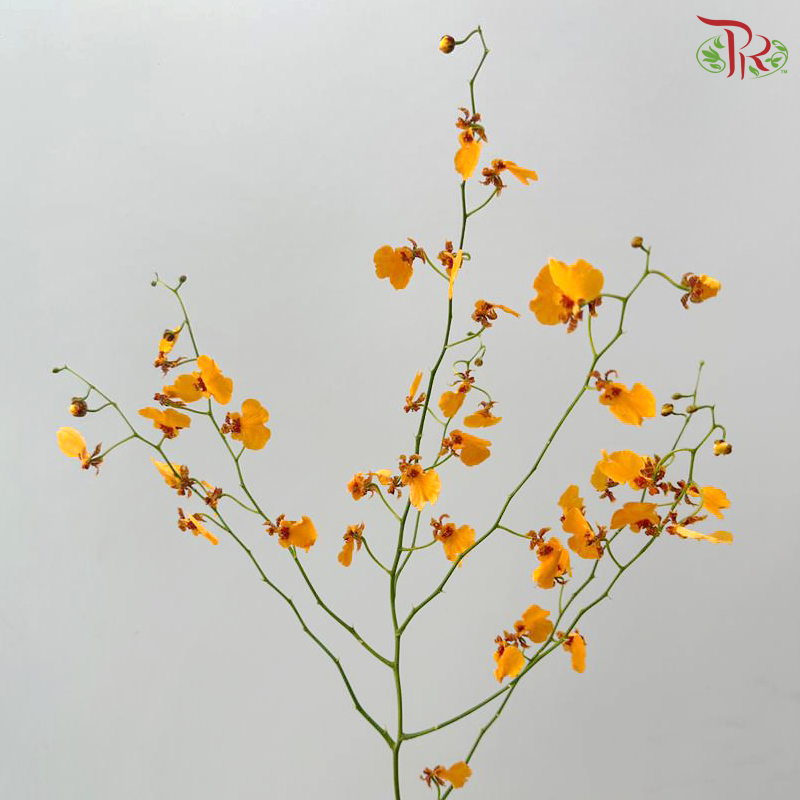 Orchid Oncidium Dancing Lady