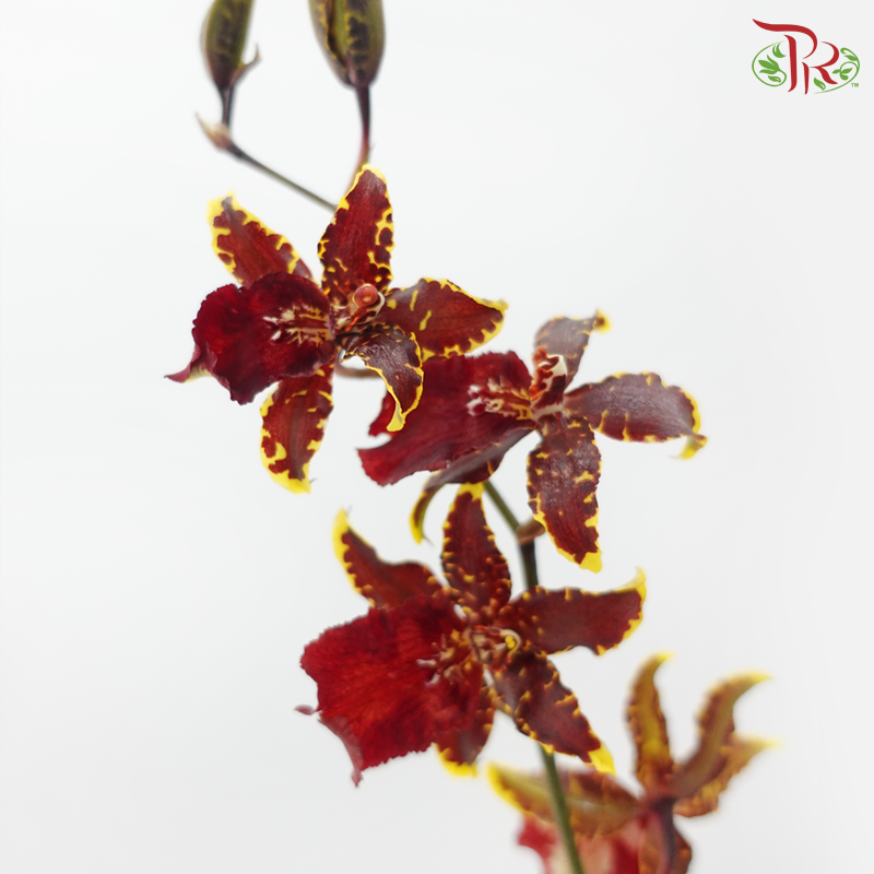 Orchid Oncidium Dancing Lady