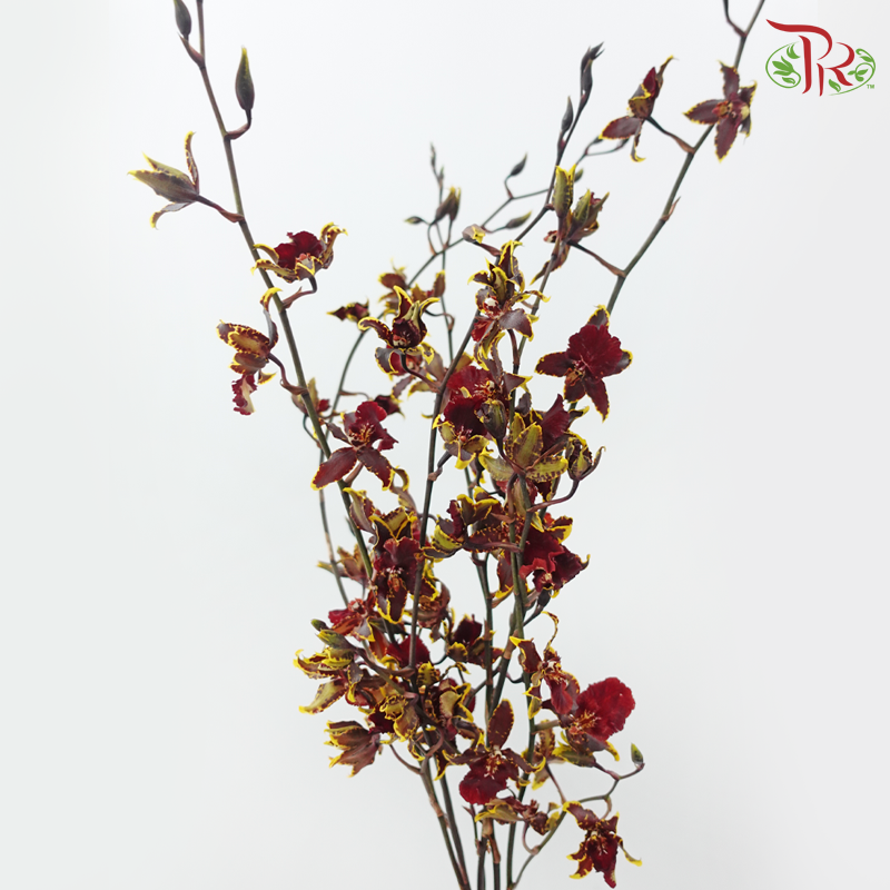 Orchid Oncidium Dancing Lady