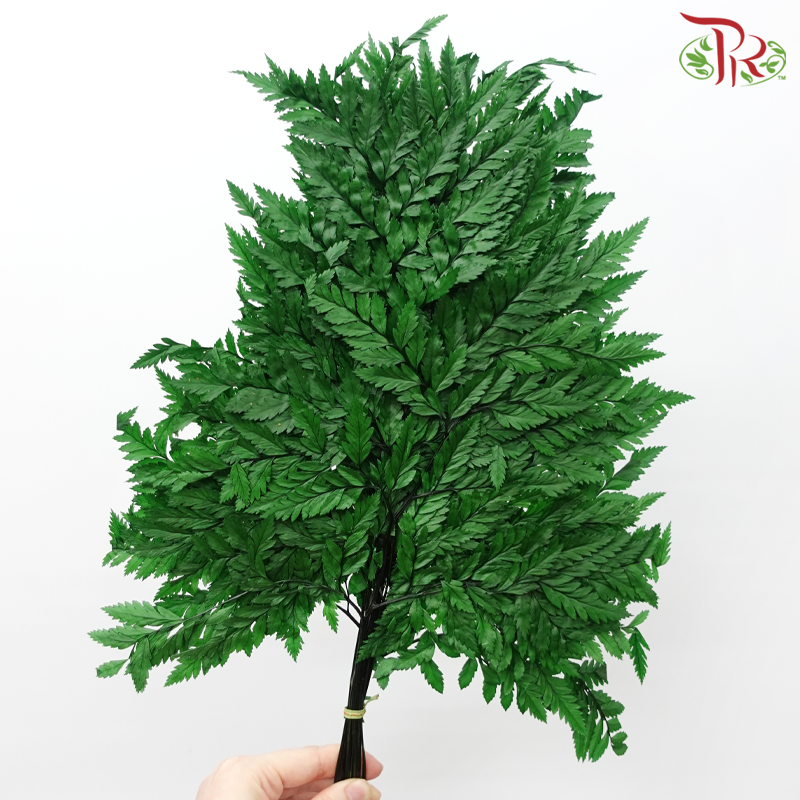 Preserved Davallia Fern 《高山羊齿》