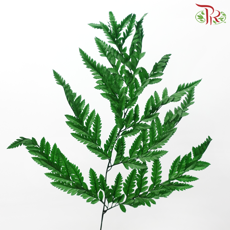 Preserved Davallia Fern 《高山羊齿》