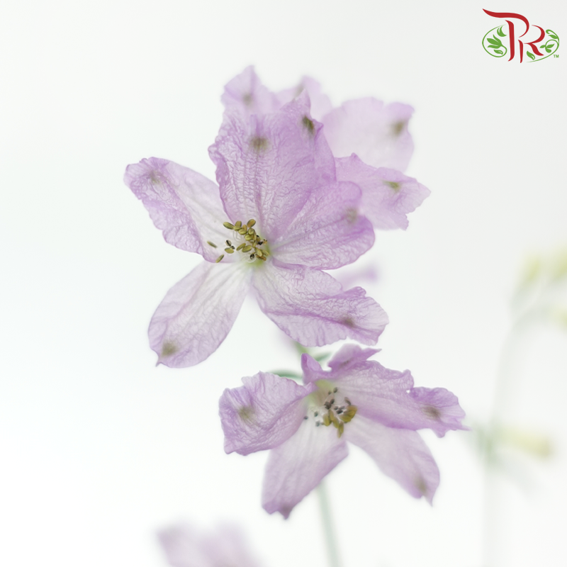 Delphinium Grandiflorum