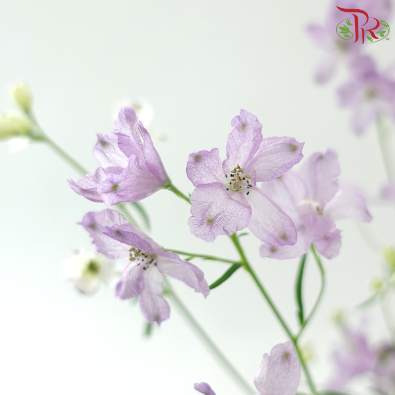 Delphinium Grandiflorum