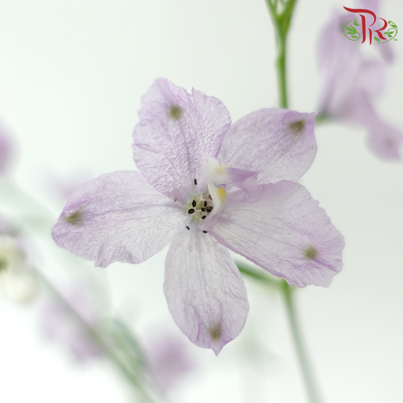 Delphinium Grandiflorum