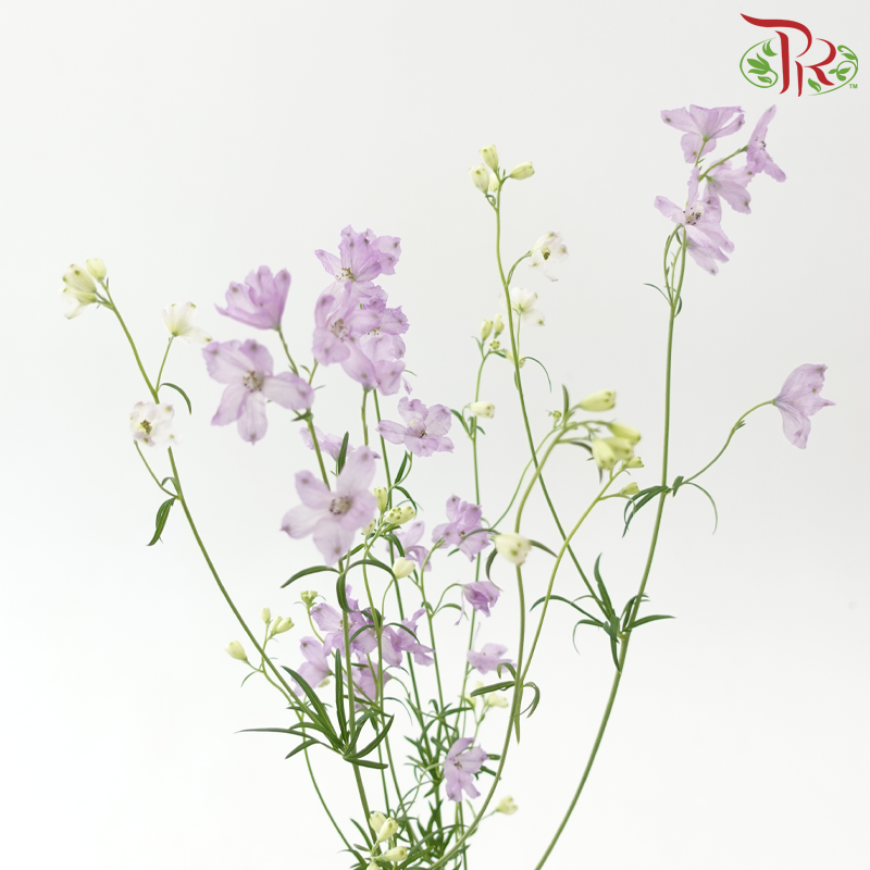 Delphinium Grandiflorum