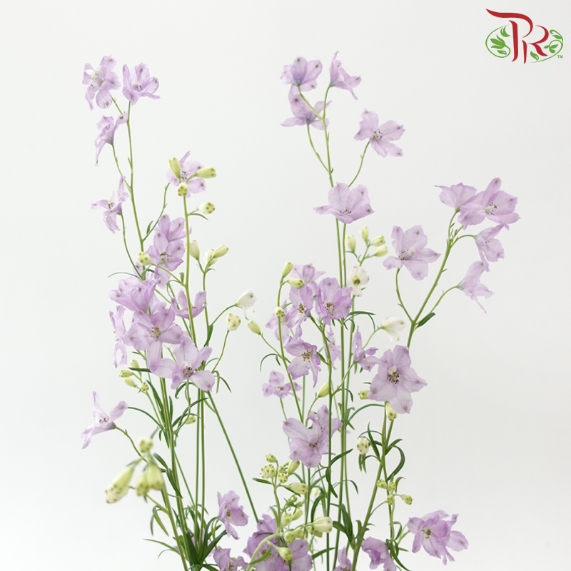 Delphinium Grandiflorum