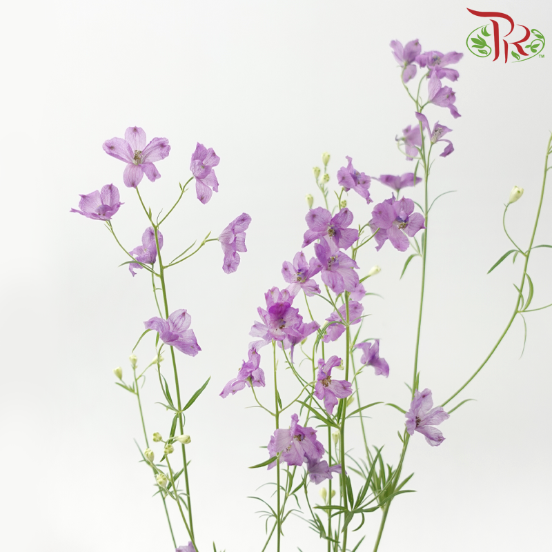 Delphinium Grandiflorum