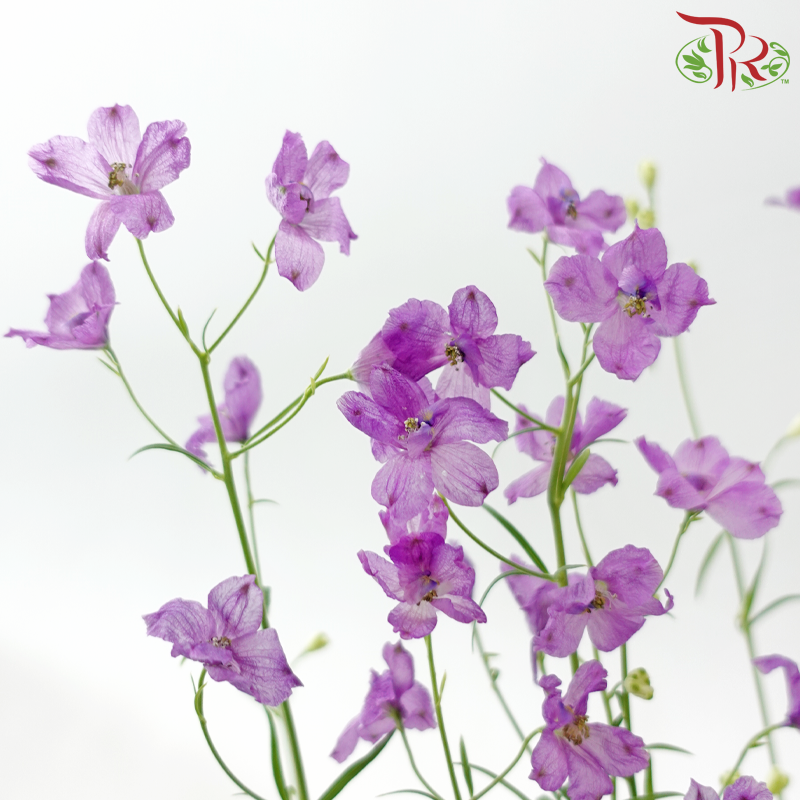 Delphinium Grandiflorum