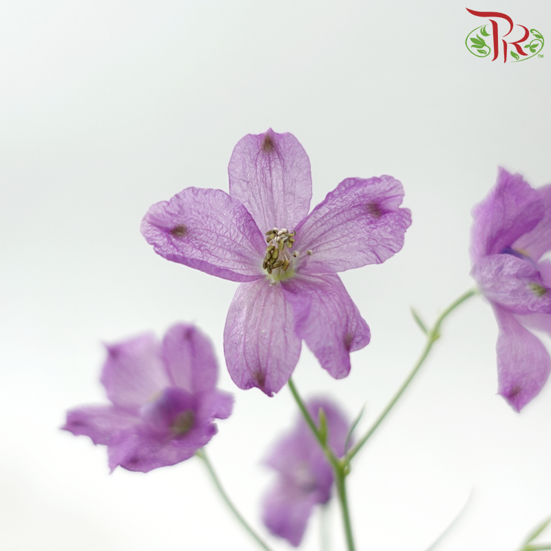Delphinium Grandiflorum