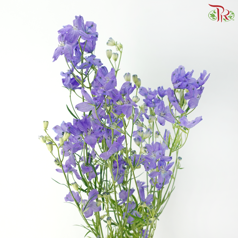 Delphinium Grandiflorum