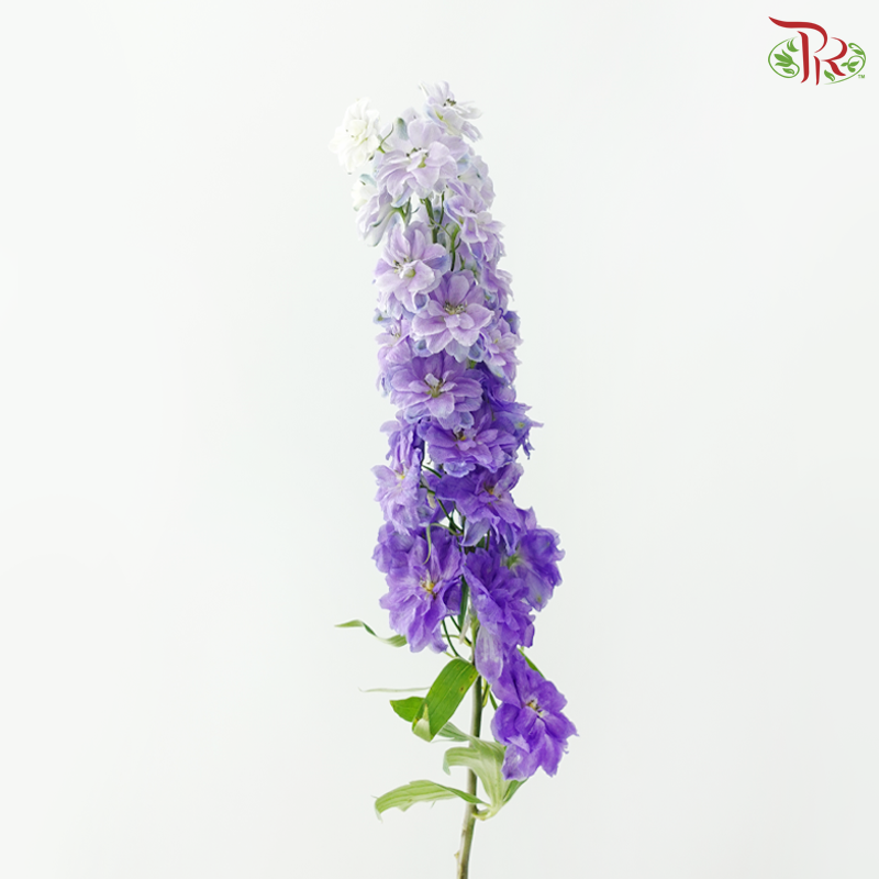 Delphinium