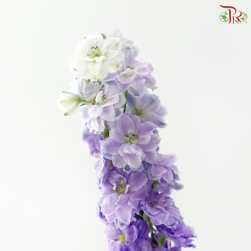 Delphinium