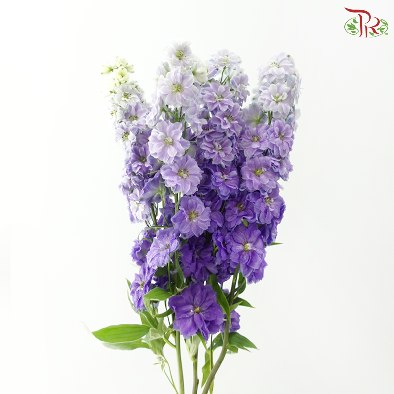 Delphinium