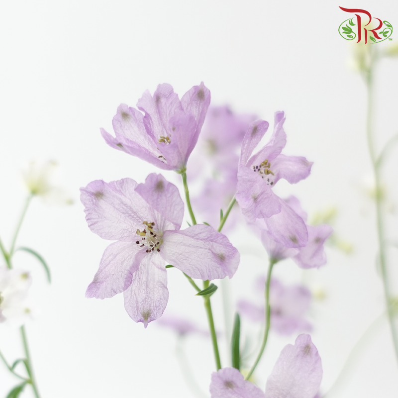 Delphinium Grandiflorum