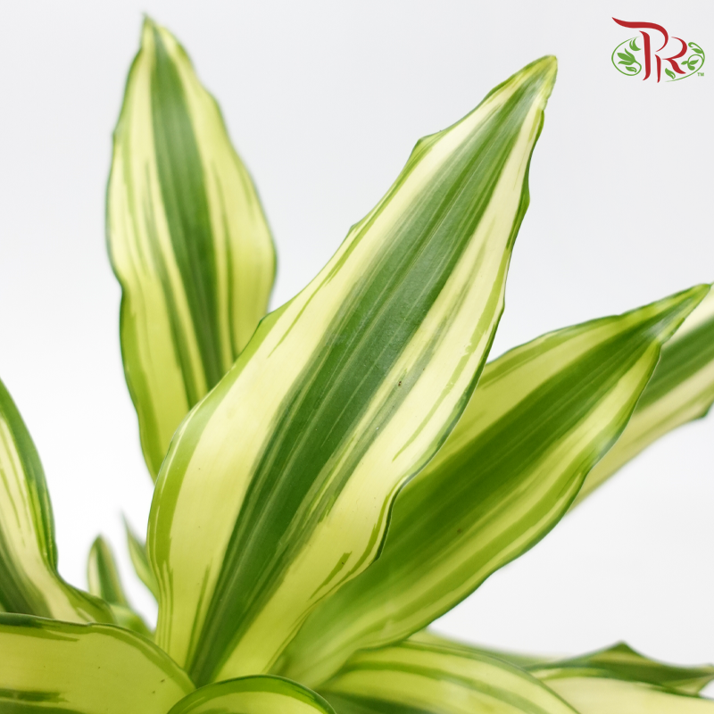 Dracaena Gold Coast《铁树》