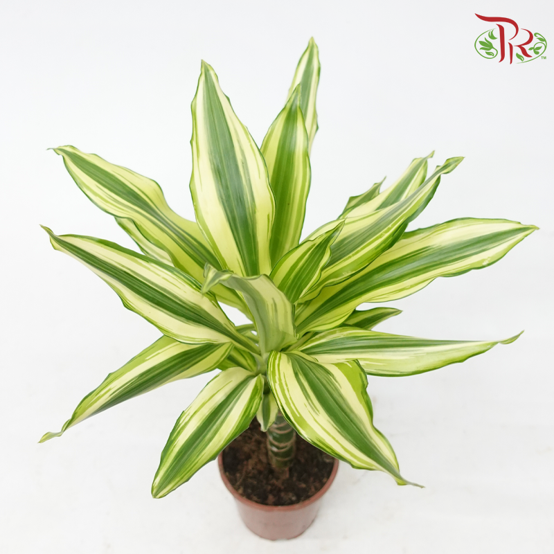 Dracaena Gold Coast《铁树》