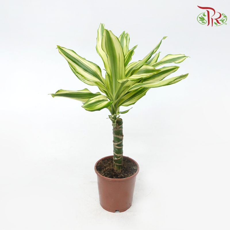 Dracaena Gold Coast《铁树》