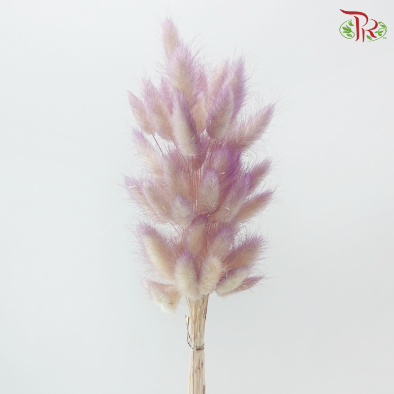 Dry Lagurus Bunny Tail