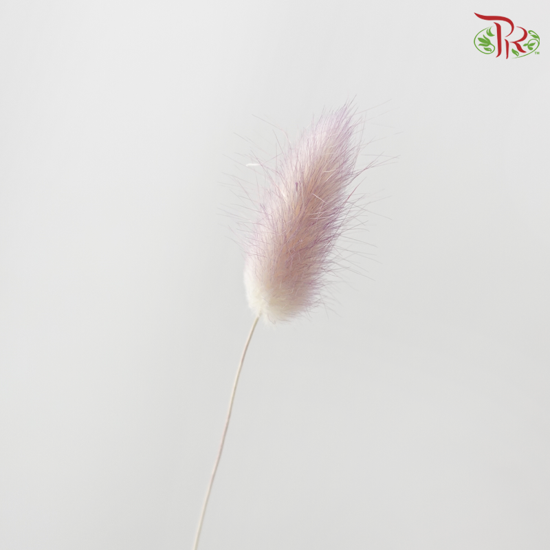 Dry Lagurus Bunny Tail