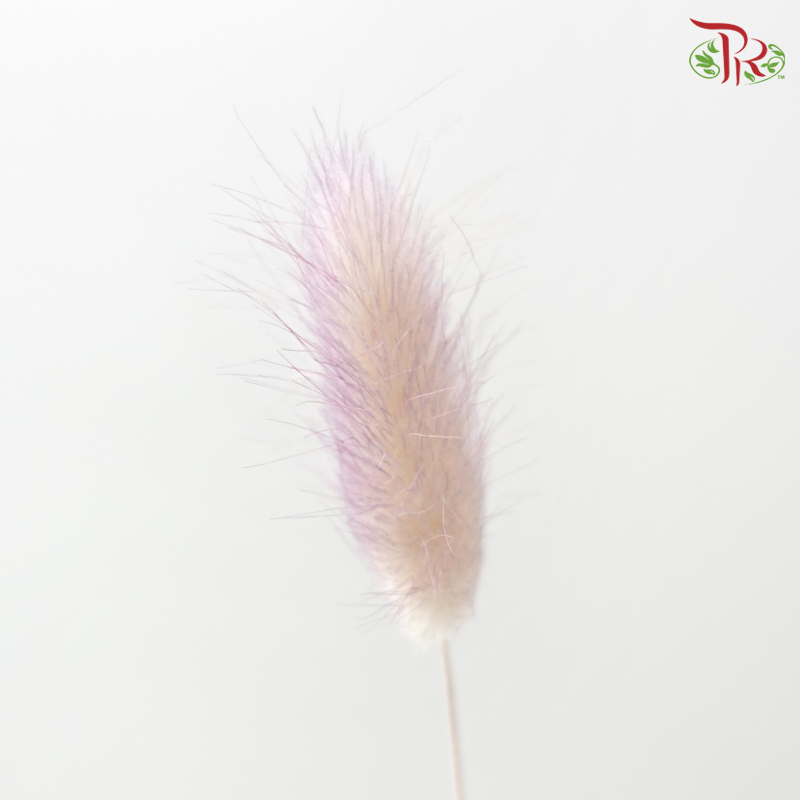 Dry Lagurus Bunny Tail